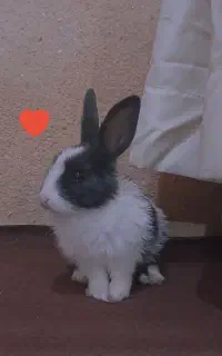 خرگوش