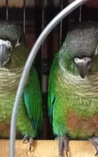 پرنده
