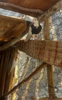 کبوتر