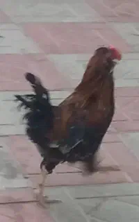 خروس فروش