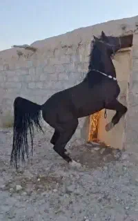 کره نریان 3ساله مشکی