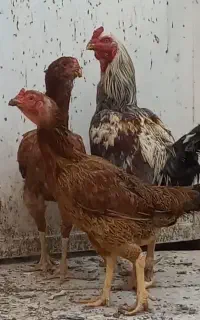 مرغ و خروس لاری اصیل