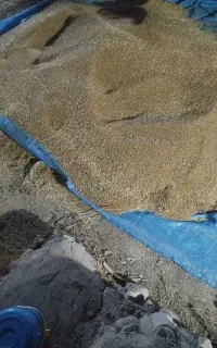 گندم