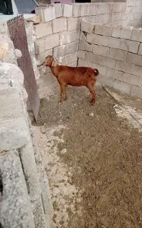 تیه بز