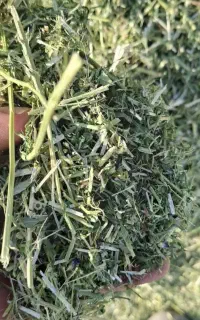فروش کاه یونجه