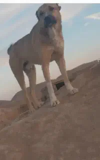 سگ فروشی ب شرط