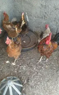 مرغ و خروس