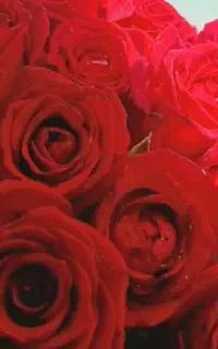گل رز هلندی طبیعی