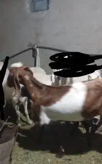 بز ابست