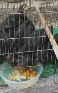 جوجه بلک‌استار