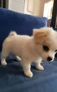 توله نر  دو ماهه