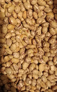 لوبیا چیتی بذری