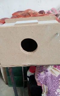 لانه‌ی عروس هلندی