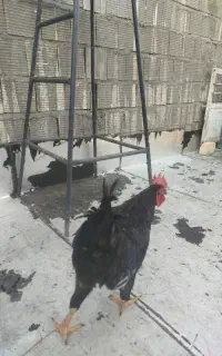 خروس ۸ ماهه