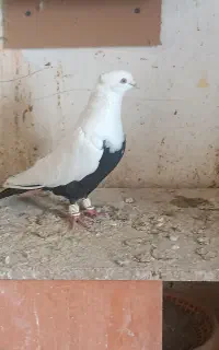 کبوتر دمبی