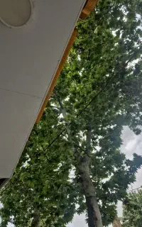 به یک کارگر جهت کار یا شراکت در باغ نیازمندم