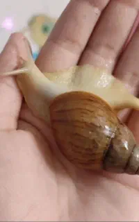 حلزون آچاتینا