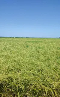 نیازمند کمباین زنجیری شالی