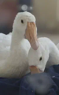 ۲ عدد جوجه قوغاز ۳ ماهه نر و ماده