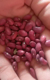 لوبیا قرمز