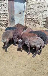 فروش ۱۰راس بره نره قزل افشار