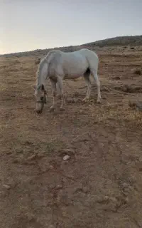 فروش مادیون
