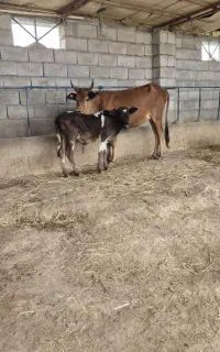 ۶ راس گاو گوساله دار با گوساله نر و ماده