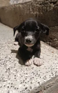 سگ پاکوتا