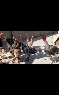 جوجه بوقلمون و جوجه مرغ زیر مرغی