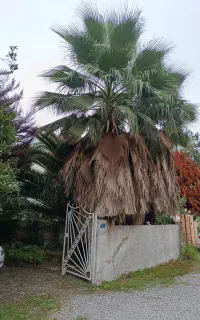 نخل پالم