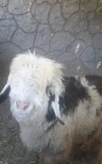 بره قوچی بختیاری