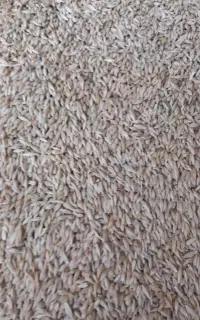 فروش جو محلی