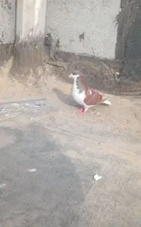 فروش کفتر