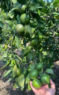نارنگی ژاپنی