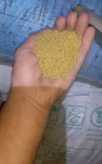 تخم یونجه