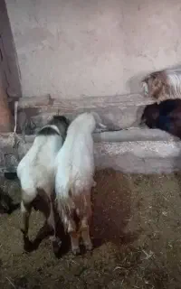 ۹عدد بز نر