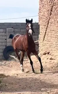 فروش اسب