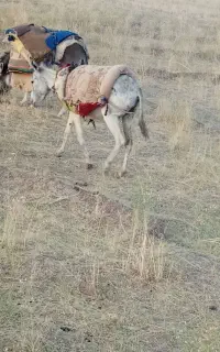 خر رمگی با تاخر رمگی