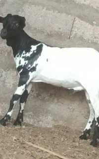 نری صومال