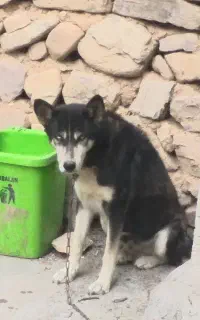 سگ هاسکی