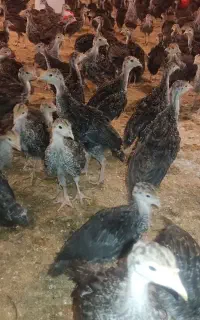 هشترخان بالاسی