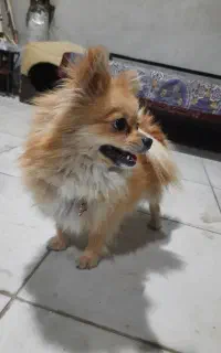 سگ پامر