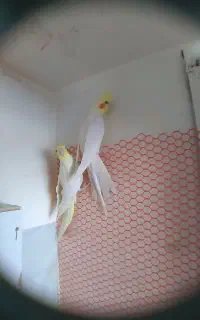 یک جفت عروس هلندی به ضمانت تخم و جوجه