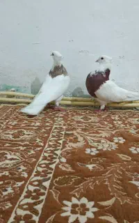 طوقی