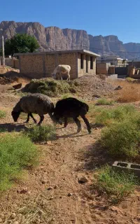 بره قوچ ملحه بذری
