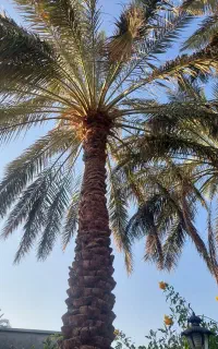 بریدن نخل وقطع درختان مزاحم ساخت ساز