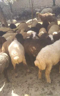بره نر وماده