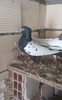 کبوتر