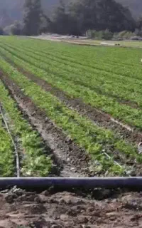 نوار تیپ آبیاری قطره ای