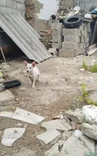 واگذاری سگ پاکوتاه نر
